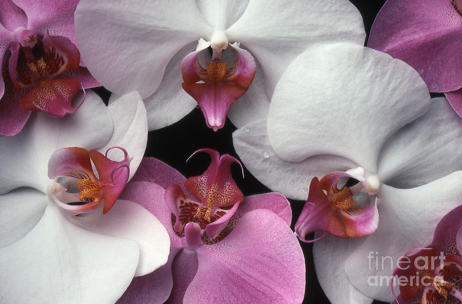 Orchids Photograph by Timothy Johnson