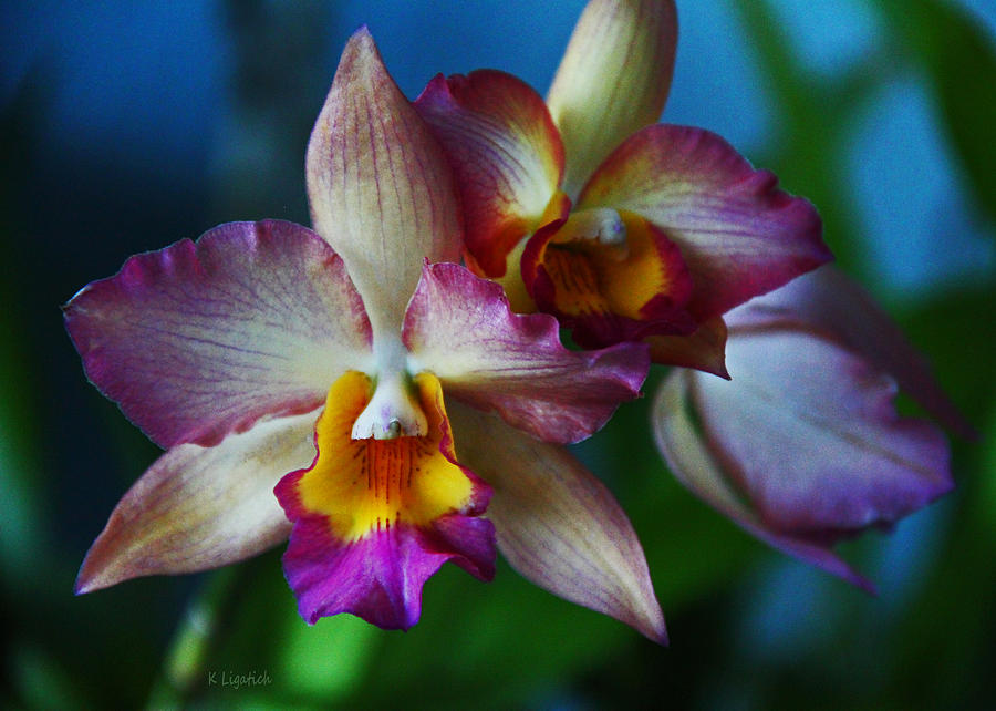Orchid Photograph - Orchids - Trio by Kerri Ligatich
