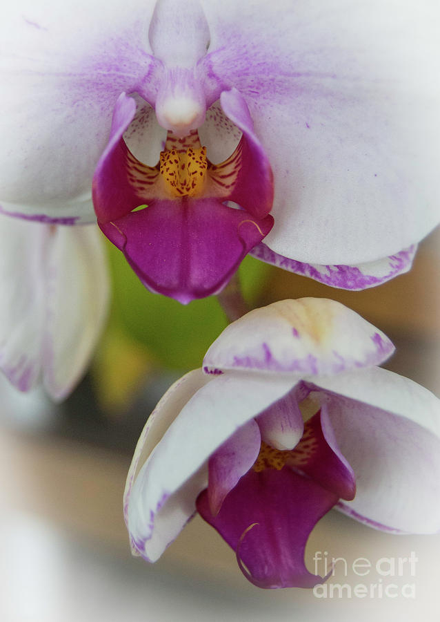 Orchids Up Close Photograph by Judy Hall-Folde