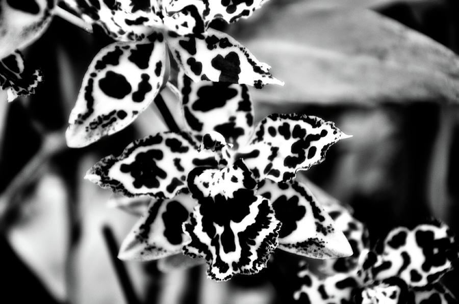Orchids Photograph by Venura Herath