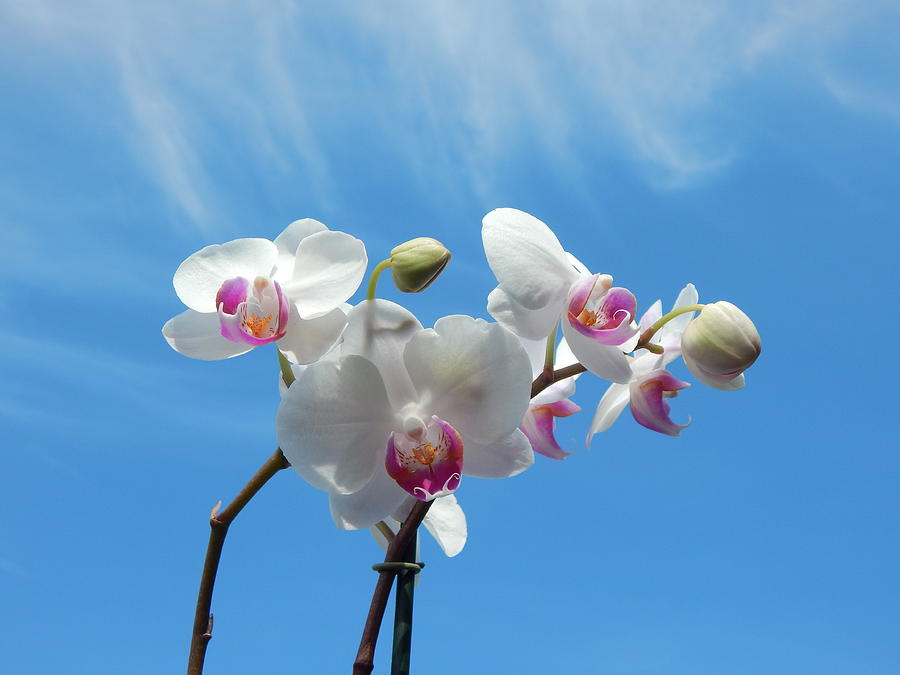 Orchids With Clouds Photograph by Gallery Of Hope 