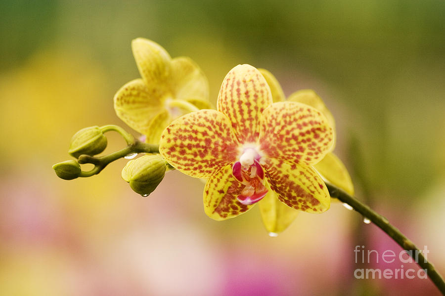 Orchid Photograph - Orchids With Dewdrops by Ron Dahlquist - Printscapes