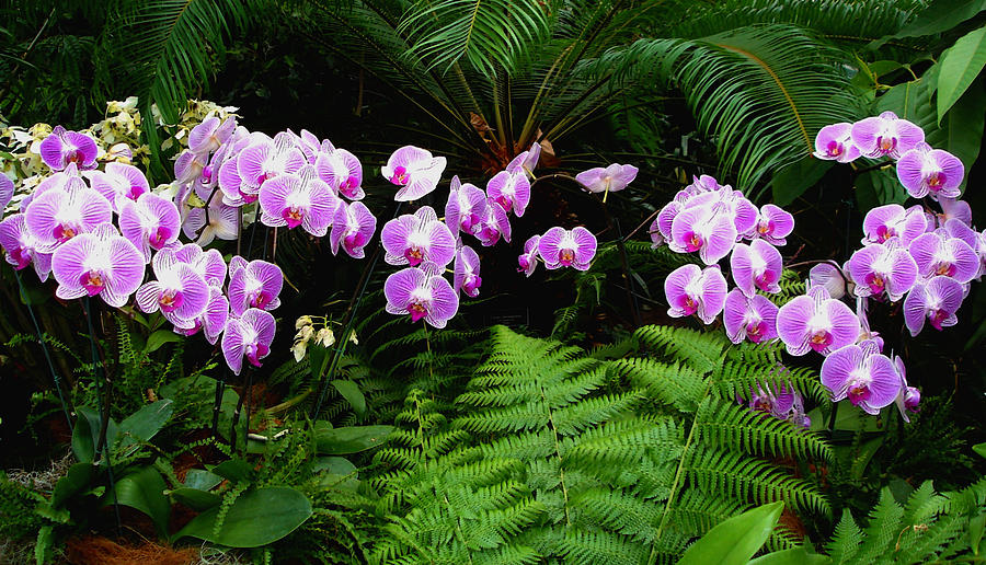 Orchids with Fern-Panoramic Photograph by Margie Avellino