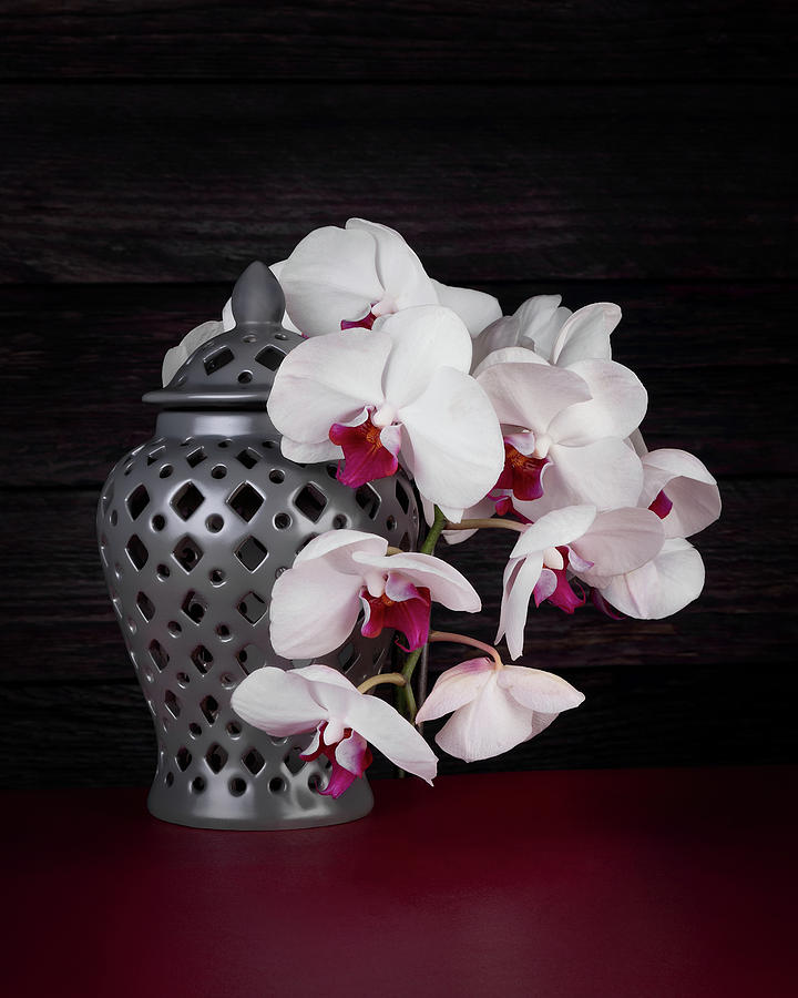 Orchids with Gray Ginger Jar Photograph by Tom Mc Nemar