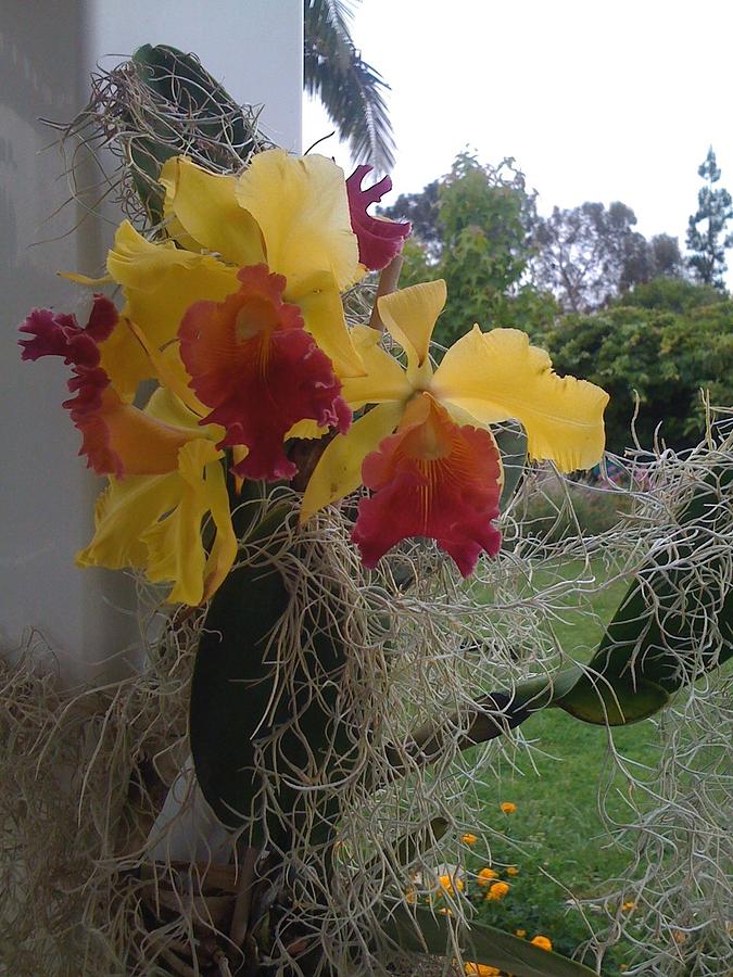 Orchids With Moss by Paula Hunter Orchids With Moss by Paula Hunter