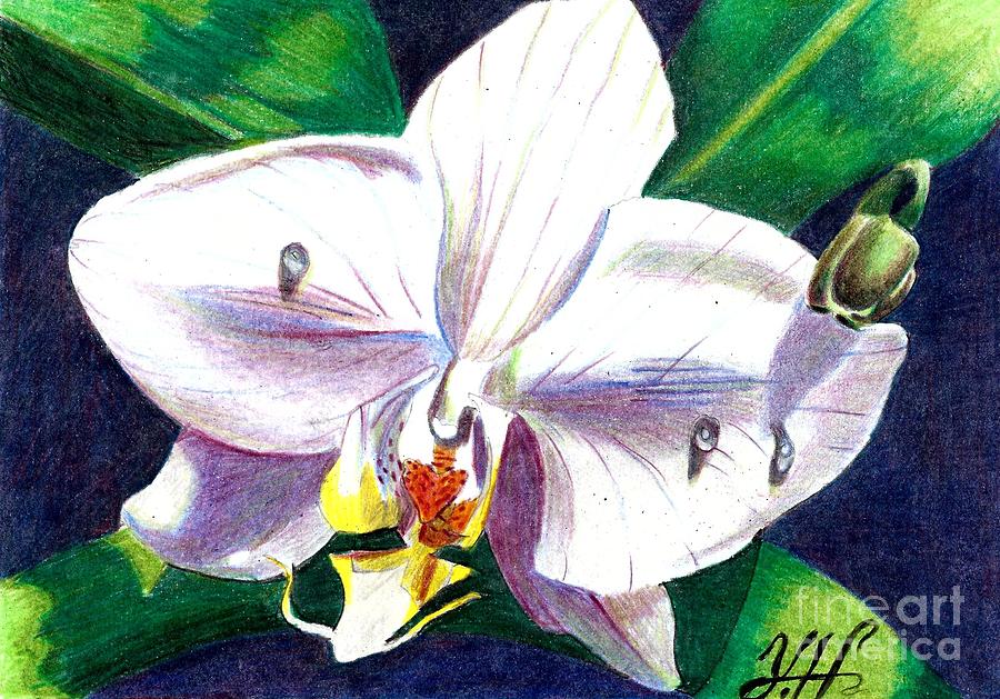 Orchids  Digital Art by Yenni Harrison