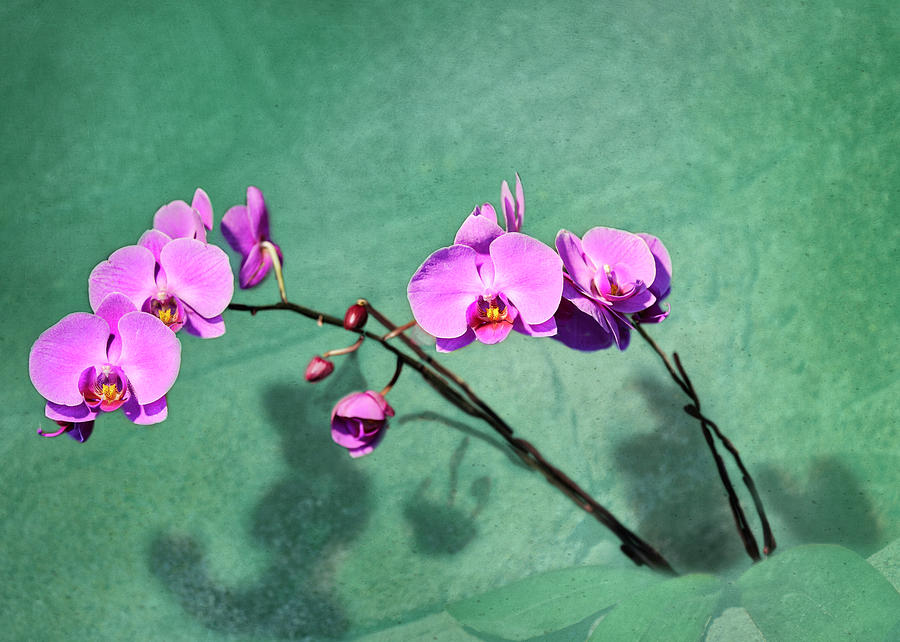 Orchidstra Concert Photograph by Lorraine Baum