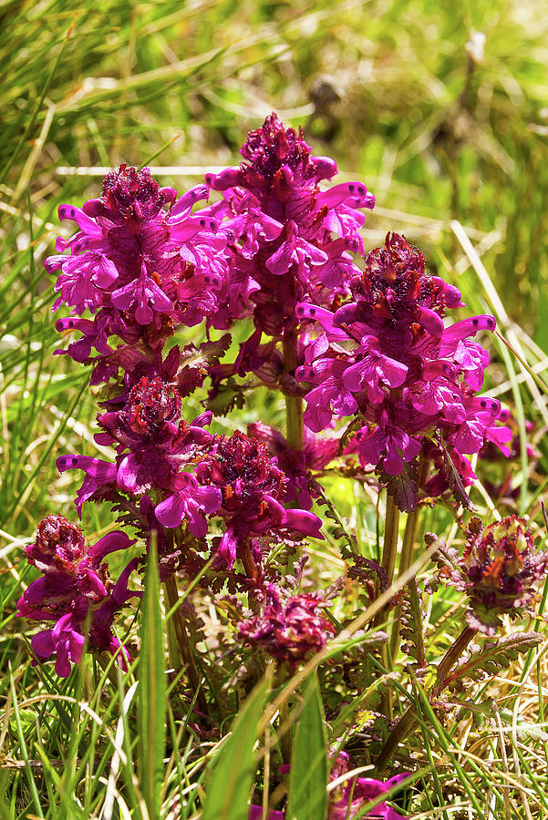 Orchis - 1 Photograph by Paul MAURICE