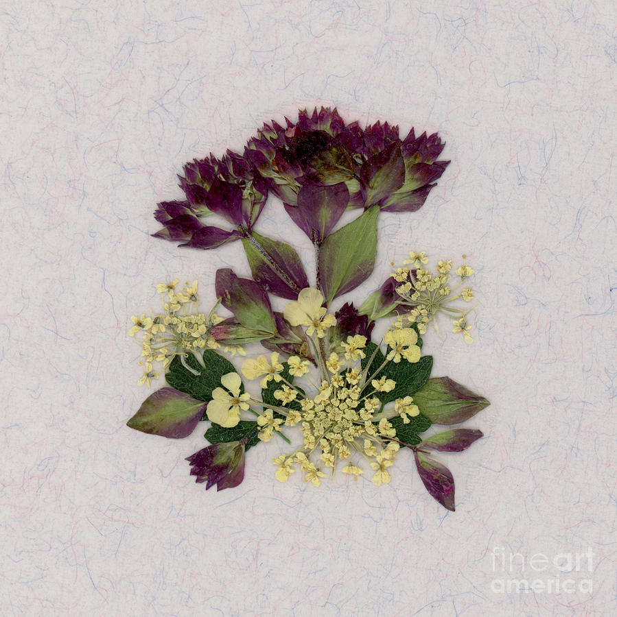 Oregano Florets and Leaves Pressed Flower Design by Em Witherspoon Oregano Florets and Leaves Pressed Flower Design by Em Witherspoon