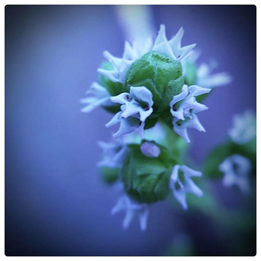 Flora Photograph - Oregano Flower (2018)

#westonmorris by Weston Morris