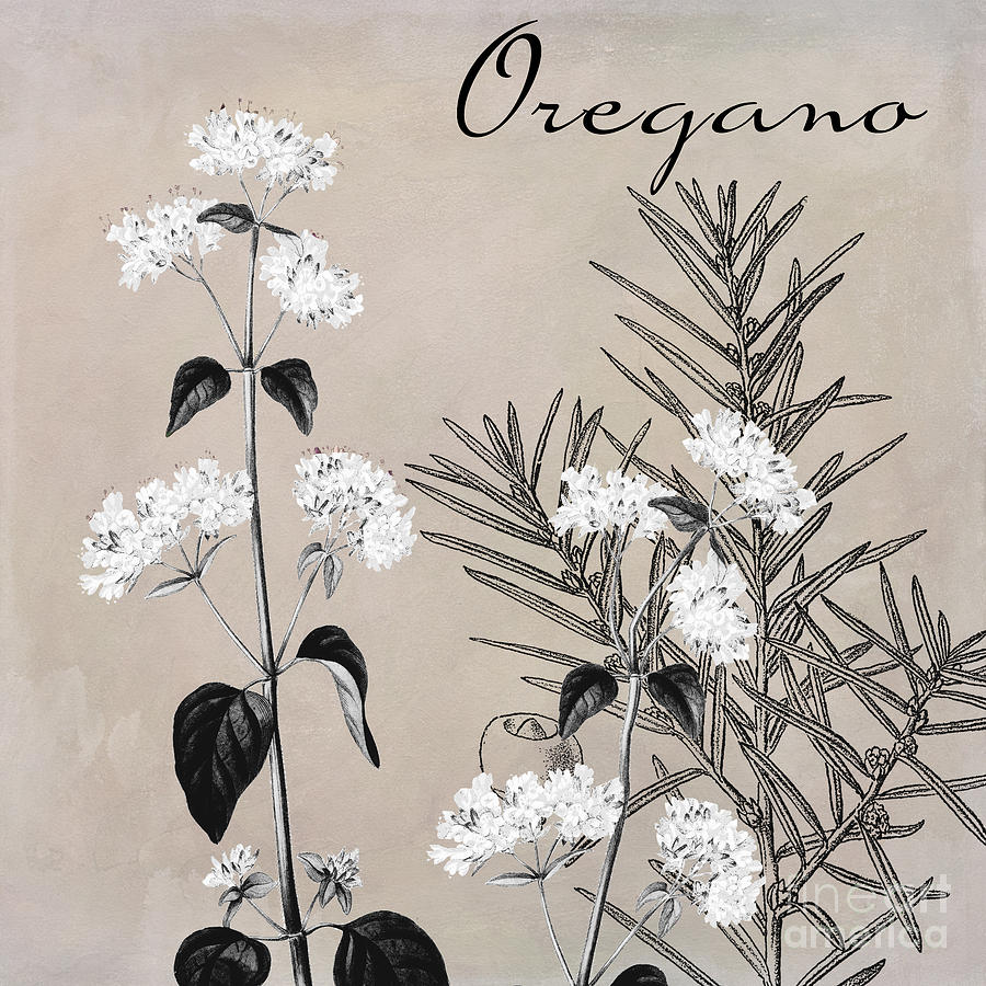 Black And White Painting - Oregano Flowering Herb by Mindy Sommers