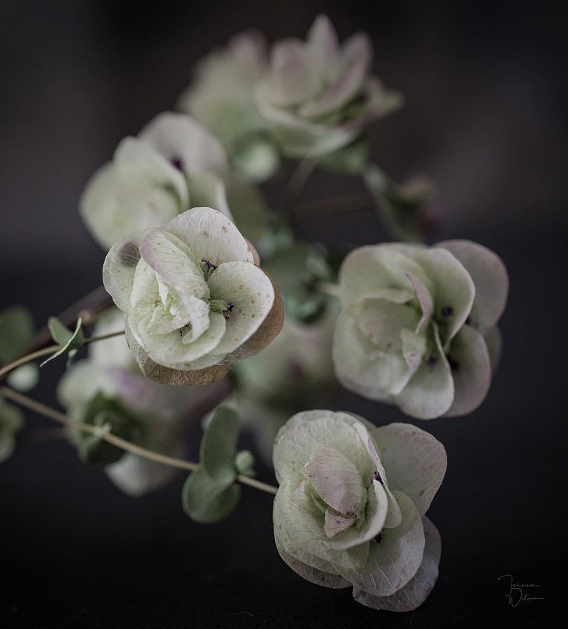 Oregano Flowers Photograph by Teresa Wilson
