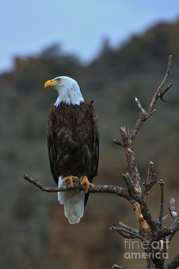 Oregon Bald Eagle Photograph by Adam Jewell