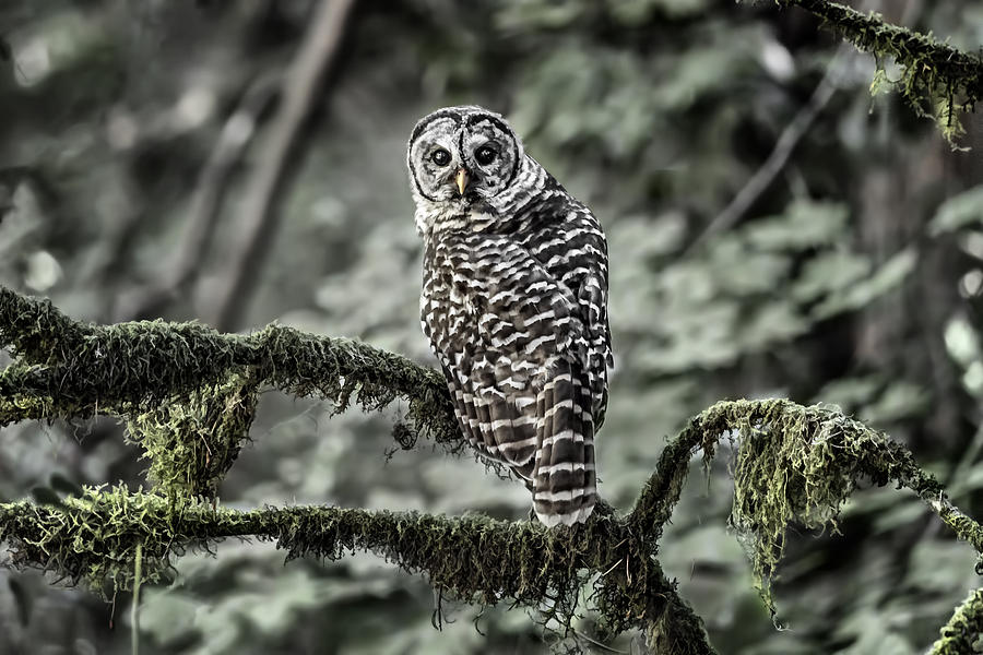 Oregon Barred Owl Photograph by Wes and Dotty Weber