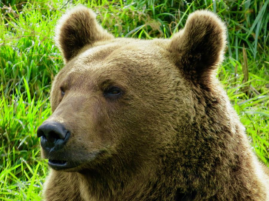 Oregon Bear Photograph by Phil Bearce - Fine Art America