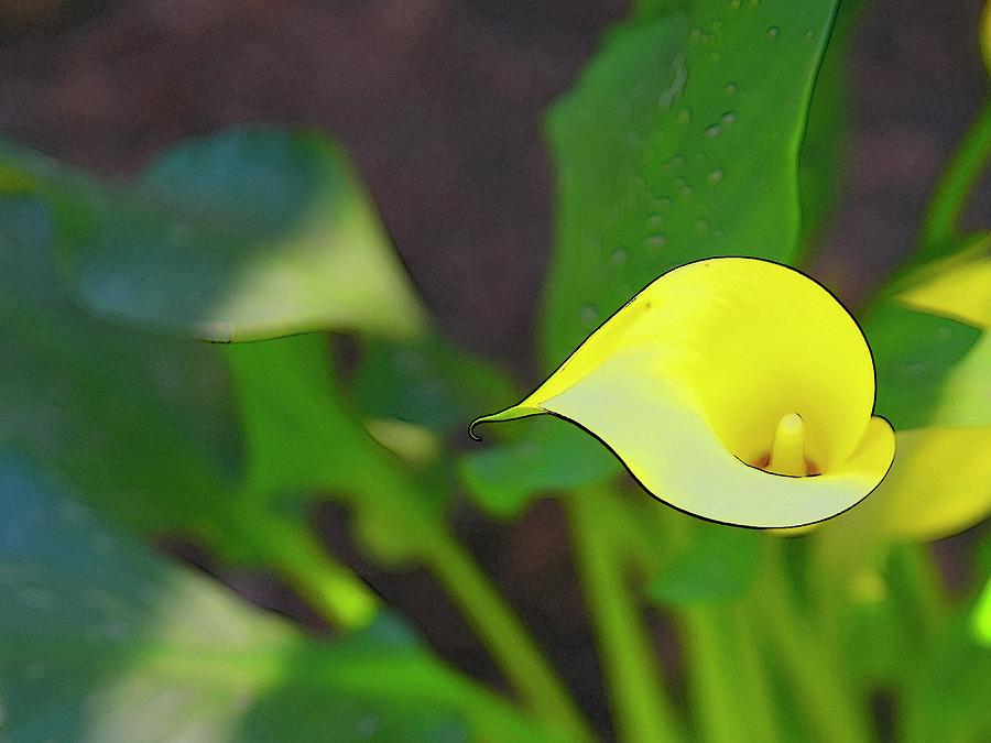 Oregon Calla Lily Photograph by Jerry Sodorff