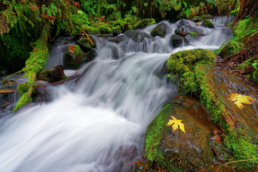 Oregon Cascade Photograph by Jonathan Davison