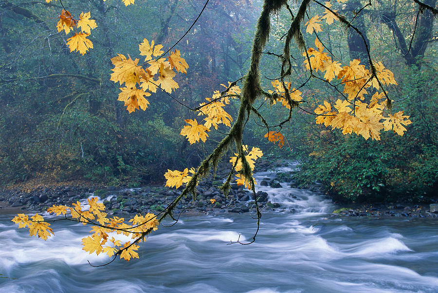 Fall Photograph - Oregon, Cascade Mountain by Carl Shaneff - Printscapes