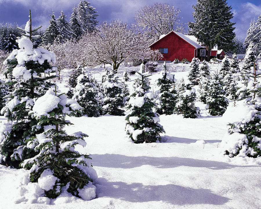 Oregon Christmas tree farm Photograph by Larry Geddis Fine Art America