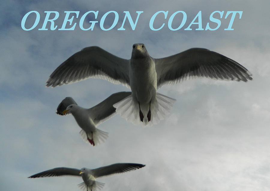 Oregon Coast 3 Seagulls Photograph by Gallery Of Hope 
