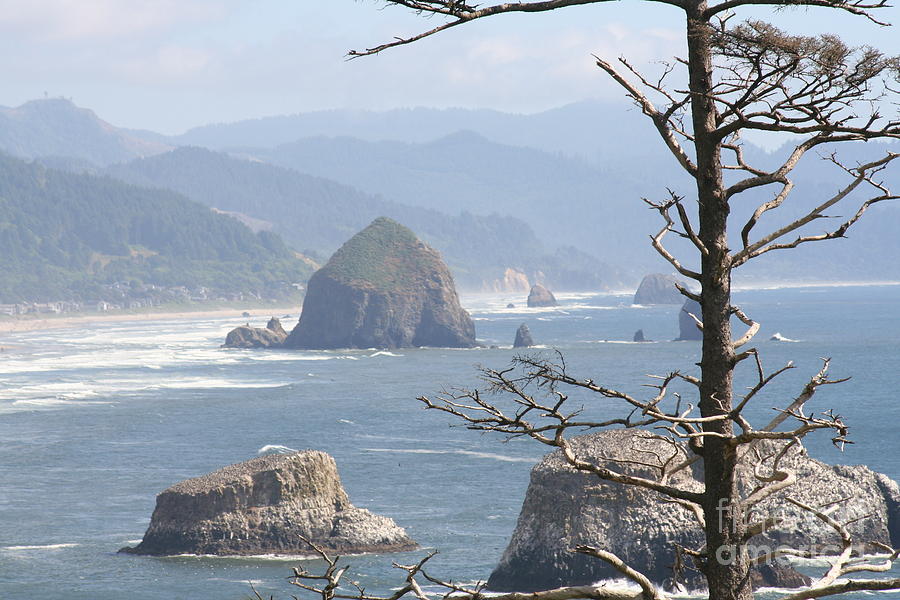 Oregon Coast Photograph by Amy Holmes - Fine Art America