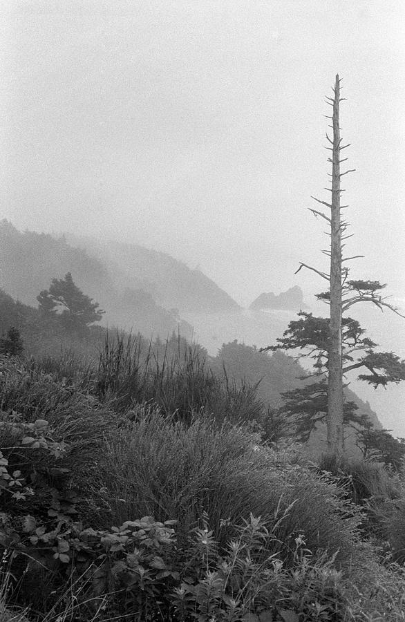 Oregon Coast Photograph by Mark Fuller