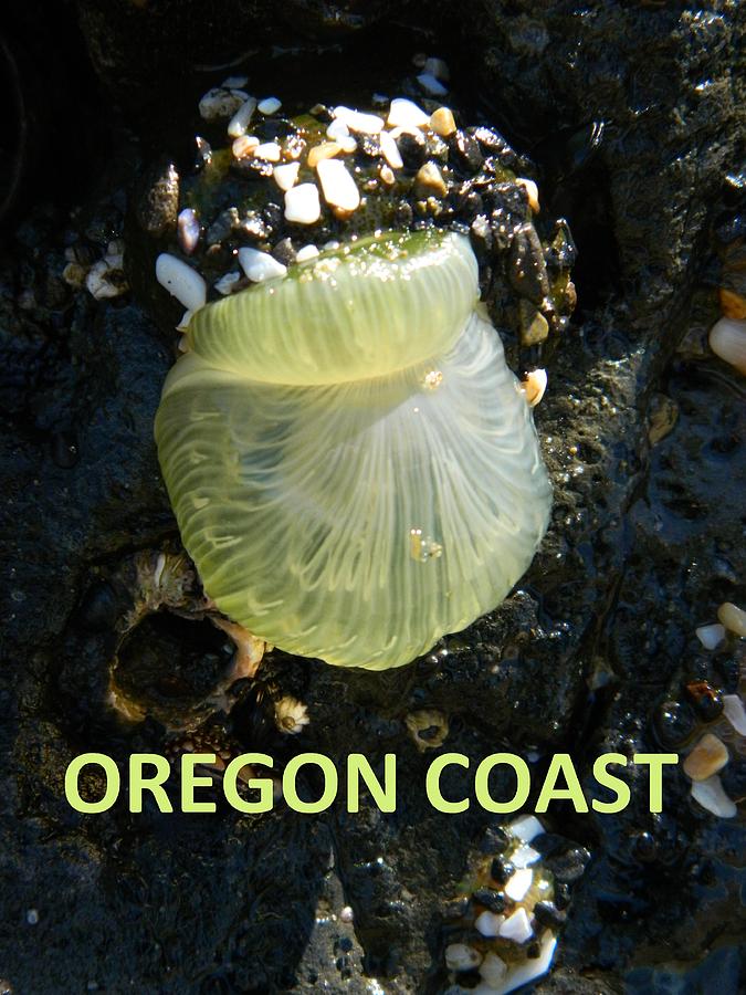 Oregon Coast Sea Anemone Photograph by Gallery Of Hope 