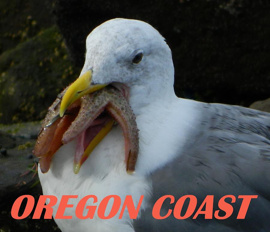 Oregon Coast Seagull Eating Starfish Photograph by Gallery Of Hope 