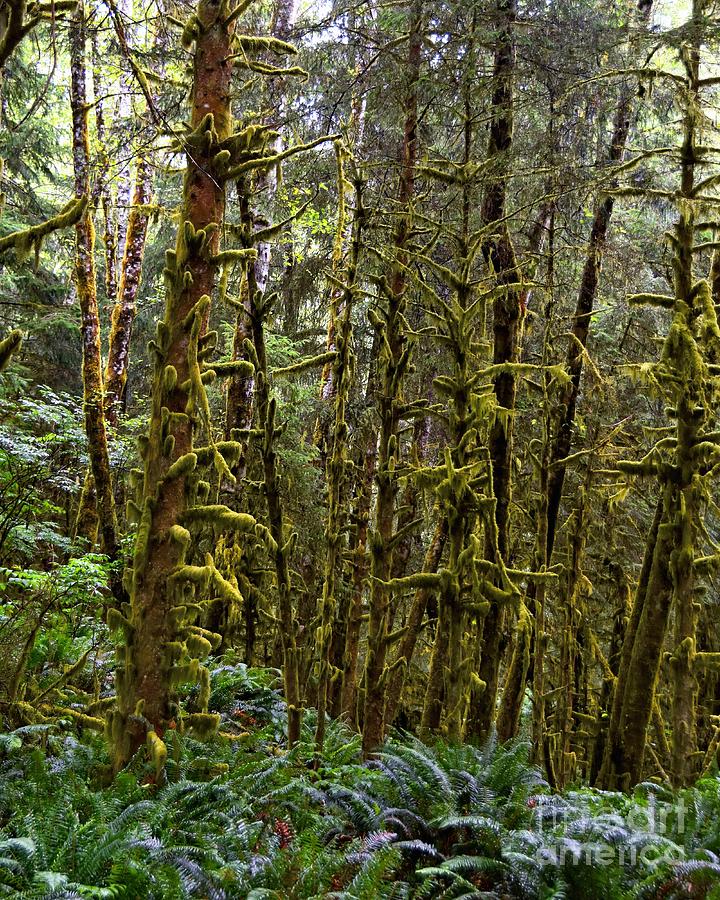 Oregon Coastal Rainforest Photograph by Scott Cameron