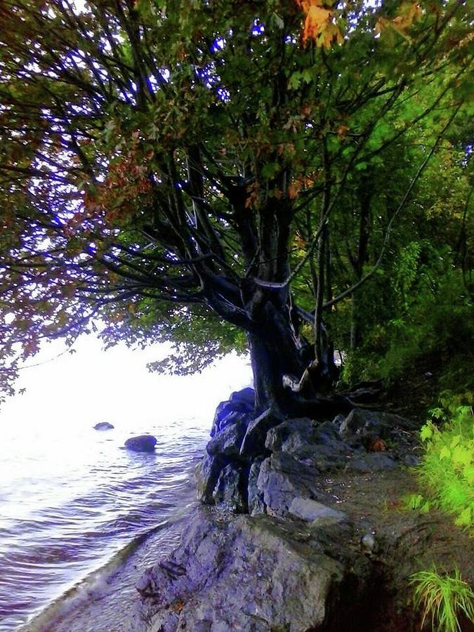 Oregon Coastal Tree Photograph by Alexa Wilt - Fine Art America