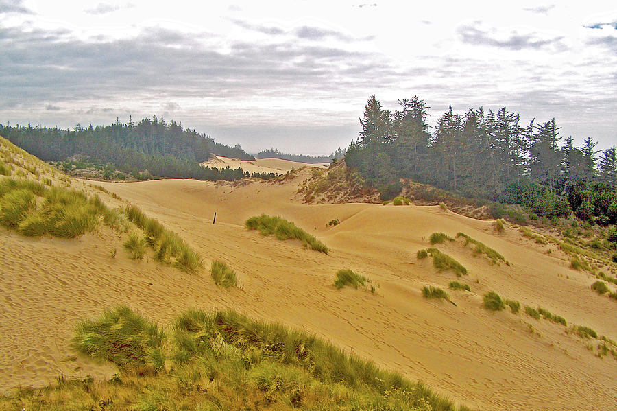 Oregon Dunes National Recreation Area, Oregon Photograph by Ruth Hager