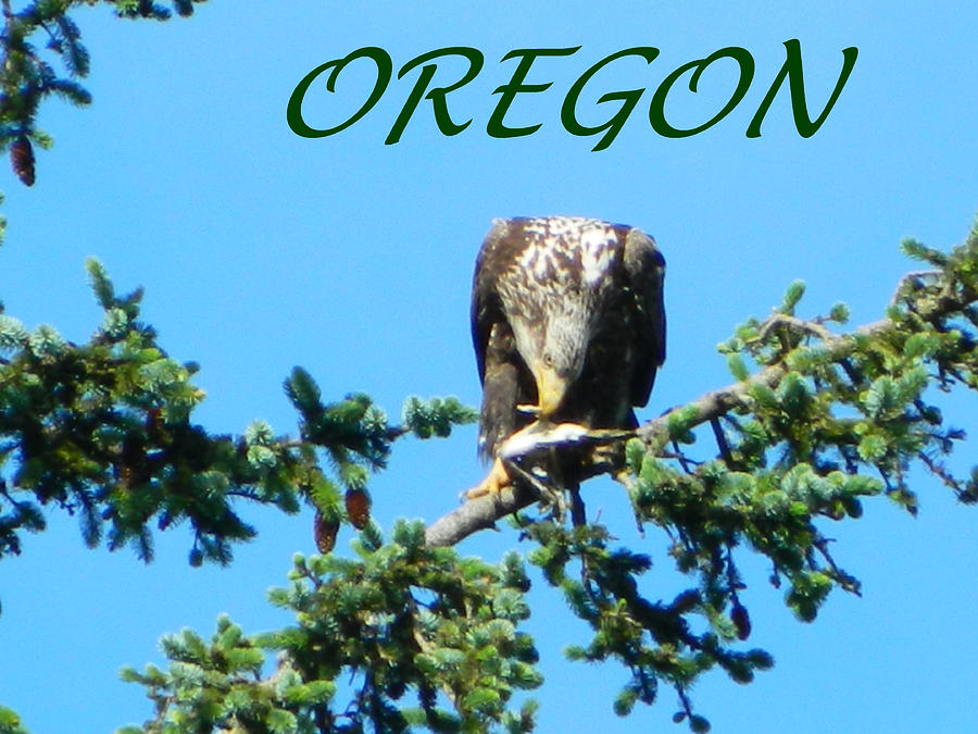 OREGON Eagle Eating Prey Photograph by Gallery Of Hope 