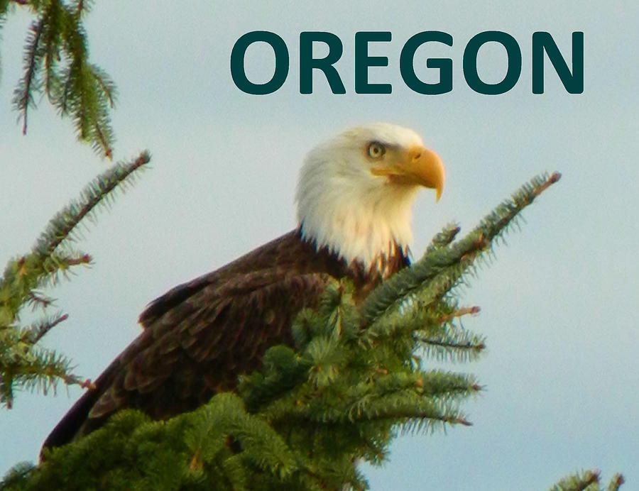 OREGON Eagle Photograph by Gallery Of Hope 