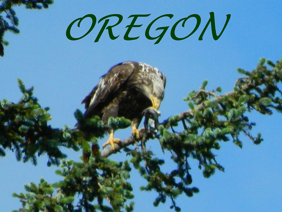 Oregon Eagle with Bird Photograph by Gallery Of Hope 
