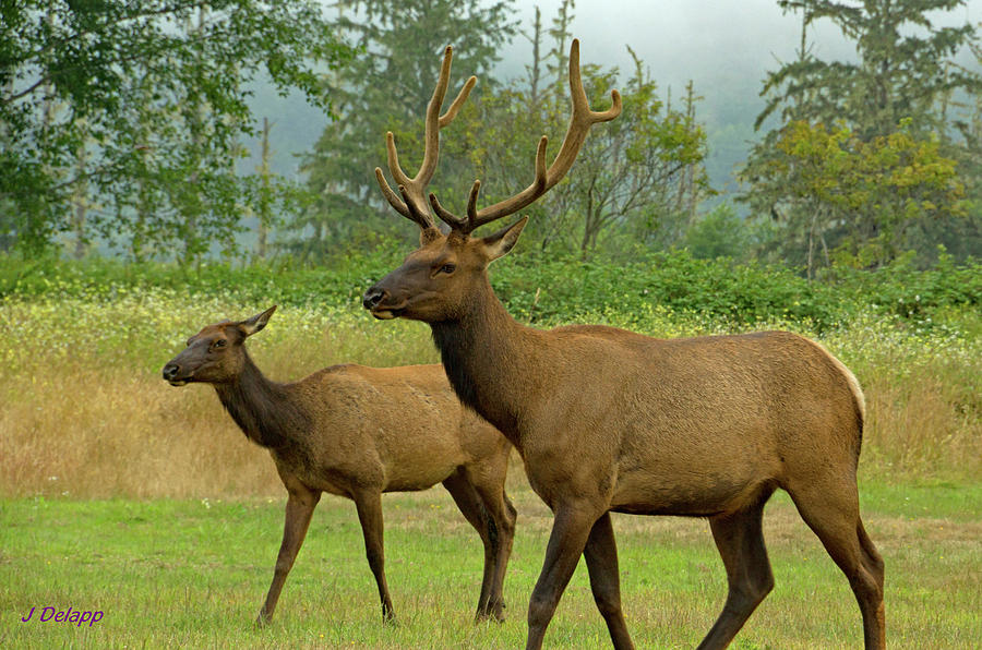 Oregon Elk Photograph by Janet DeLapp