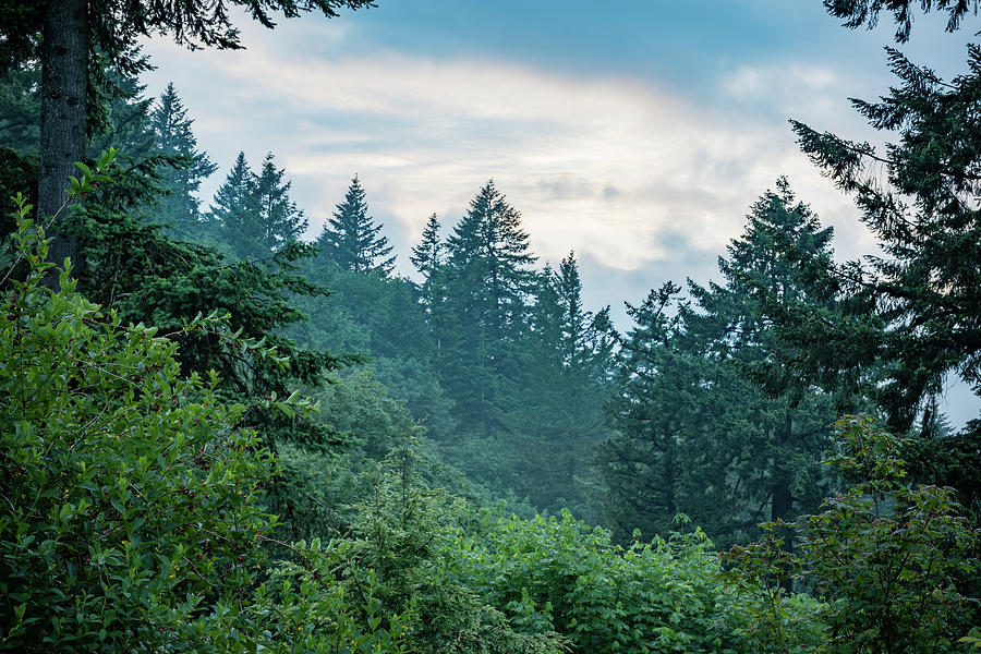 Oregon Evergreens at Dusk Photograph by Anthony Doudt