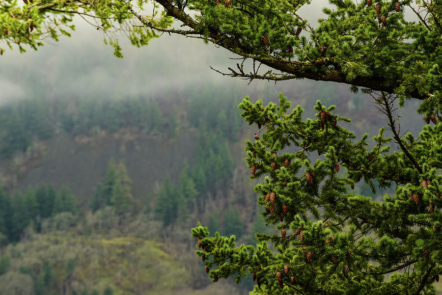 Oregon Fir Washington Forest Photograph by Tom Cochran
