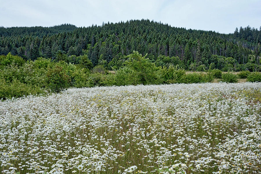 Oregon Flower Field Photograph by Lindy Pollard - Fine Art America