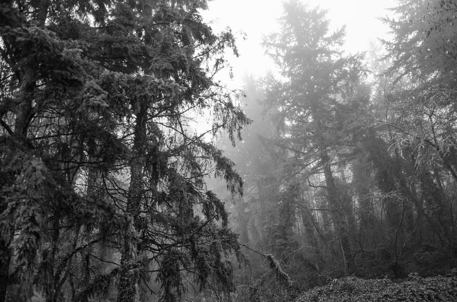 Oregon Fog Photograph by Margaret Pitcher