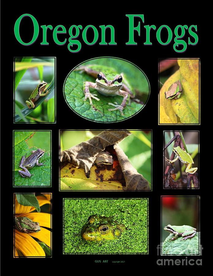 Oregon Frogs Photograph by Nick Gustafson