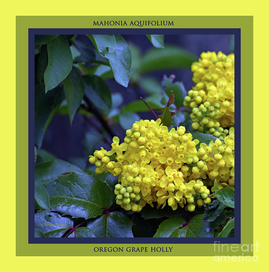 Oregon Grape Holly Photograph by Malanda Warner - Pixels