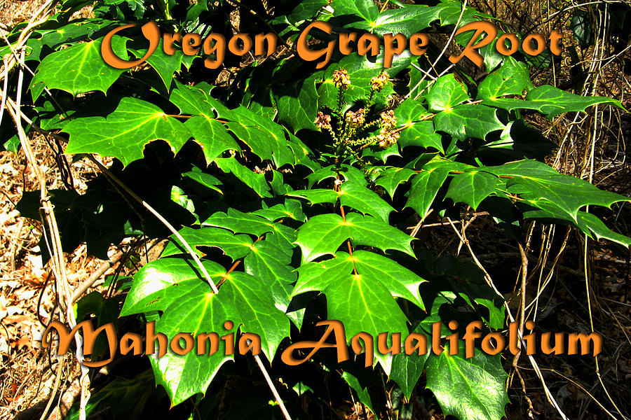 Oregon Grape Root Photograph - Oregon Graper Root by Heidi Berkovitz