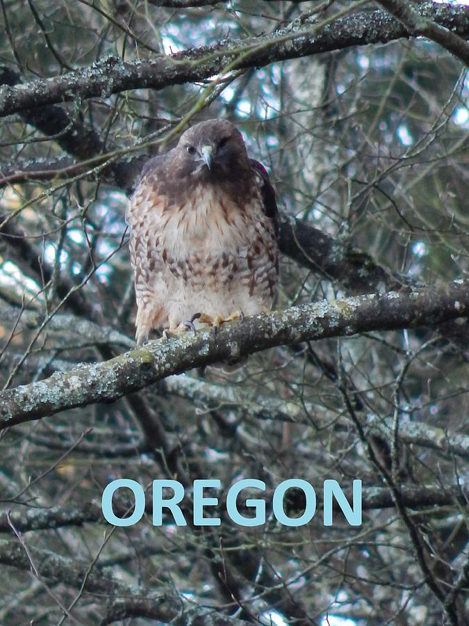 Oregon Hawk Photograph by Gallery Of Hope 