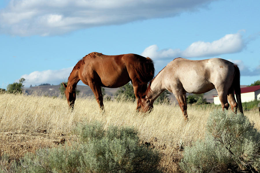 Oregon Horses Photograph by Ira Marcus
