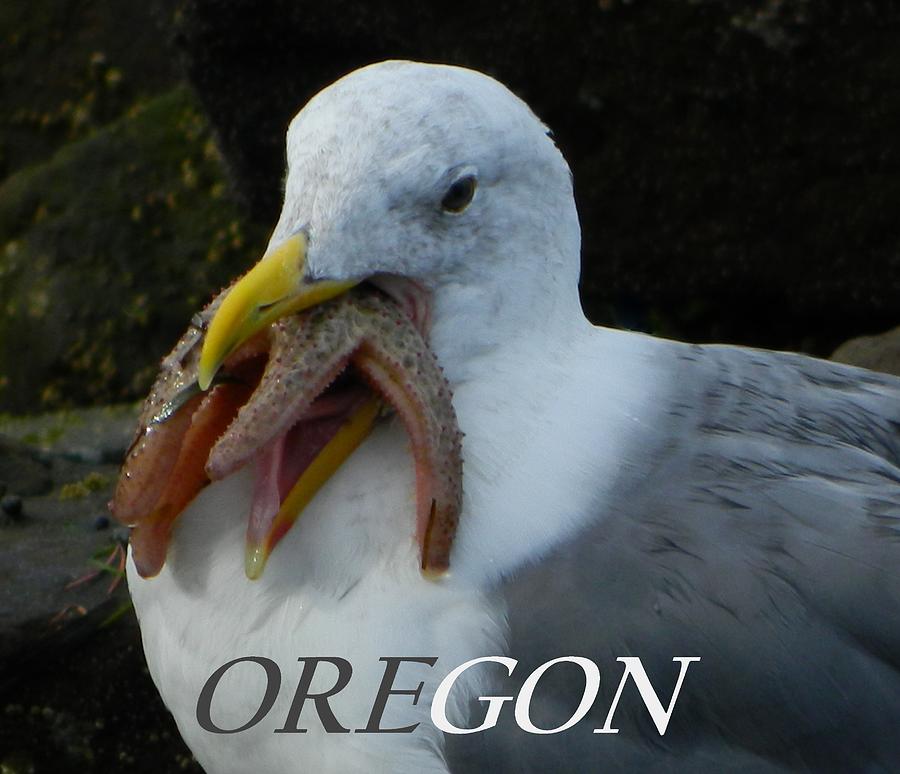 Oregon Hungry Seagull Photograph by Gallery Of Hope 