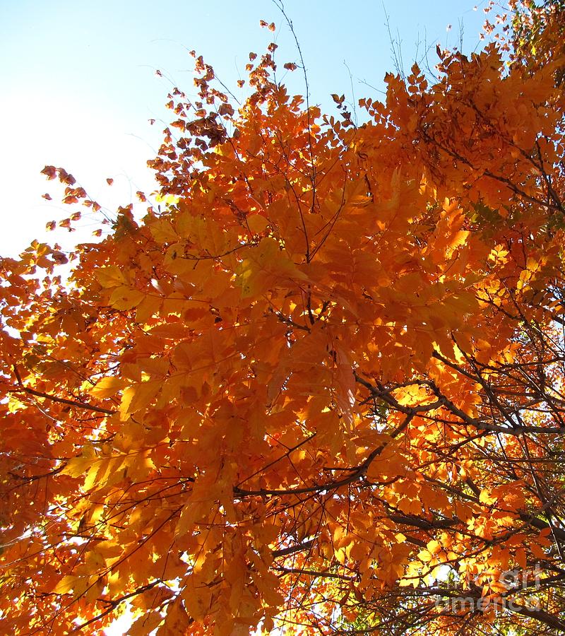 Oregon In Autumn Photograph