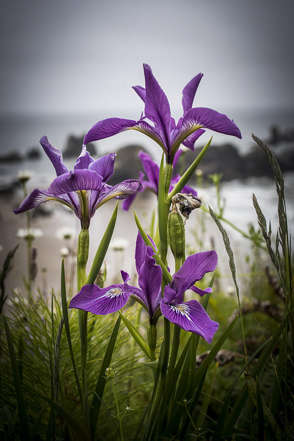 Oregon Iris at the Beach Photograph by Robert Potts