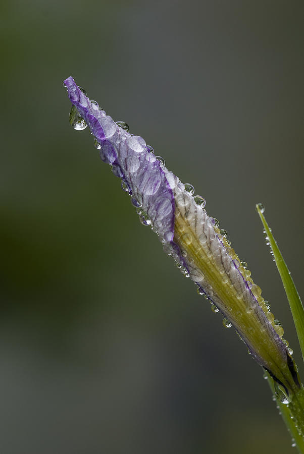 Oregon Iris in the Rain Photograph by Robert Potts
