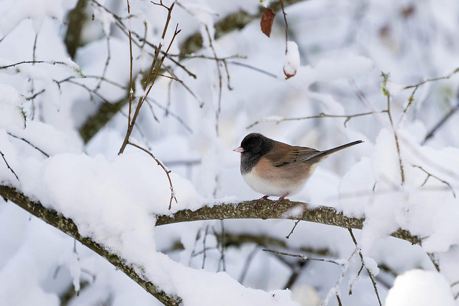 Oregon Junko in Snow by Brian Bonham Oregon Junko in Snow by Brian Bonham