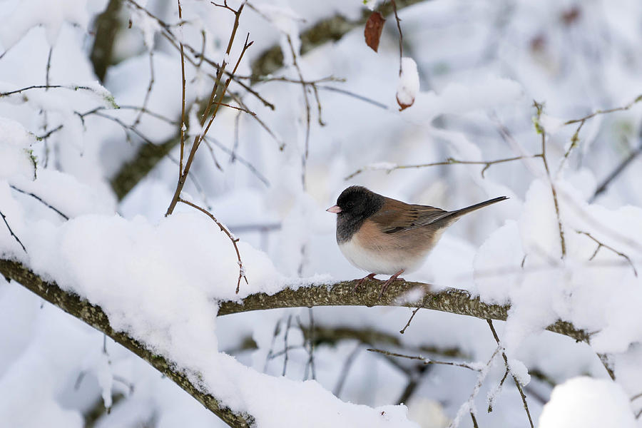 Oregon Junko in Snow Photograph by Brian Bonham